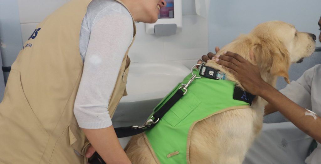 Doctor Dog